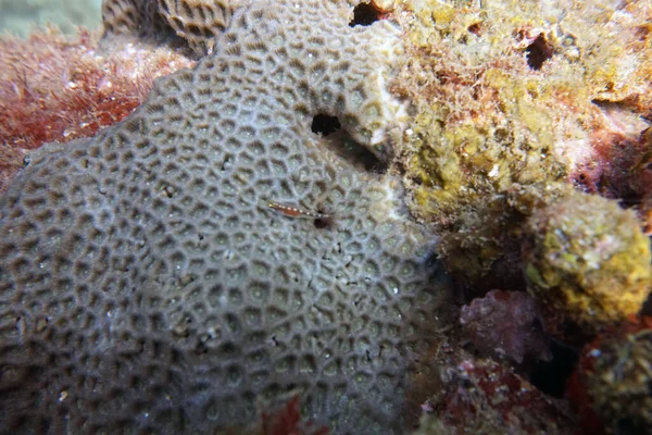 Organismes Vivants Étonnants Les Poissons Monde Sous Marin — Photo