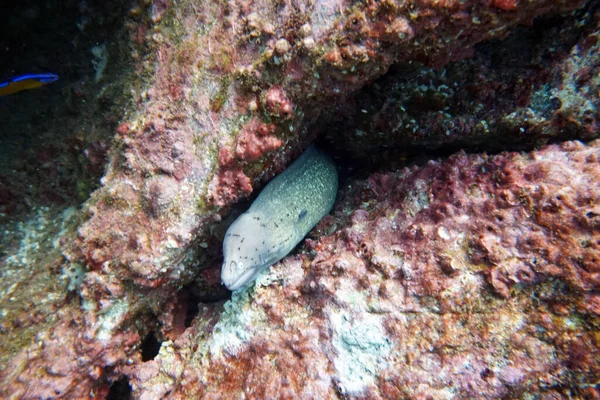 水中世界の素晴らしい生物や魚が — ストック写真