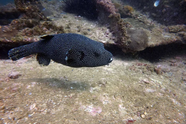 Asombrosos Organismos Vivos Peces Del Mundo Submarino — Foto de Stock