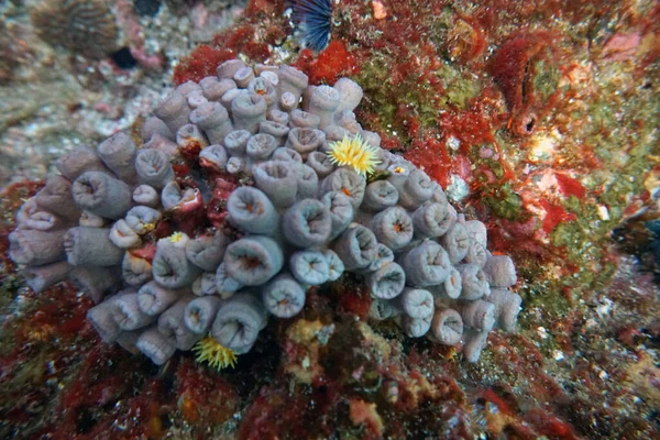 Erstaunliche Lebende Organismen Und Fische Der Unterwasserwelt — Stockfoto