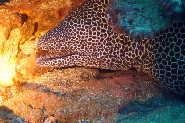 Organismos Vivos Incríveis Peixes Mundo Subaquático — Fotografia de Stock