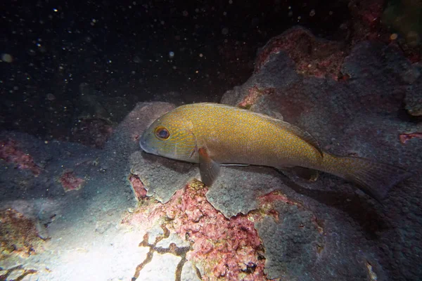 Fantastiska Levande Organismer Och Fisk Undervattensvärlden — Stockfoto