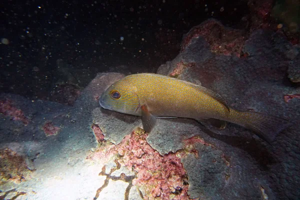 Erstaunliche Lebende Organismen Und Fische Der Unterwasserwelt — Stockfoto