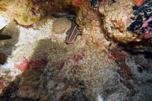 Erstaunliche Lebende Organismen Und Fische Der Unterwasserwelt — Stockfoto