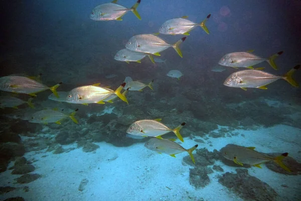 amazing living organisms and fish of the underwater world