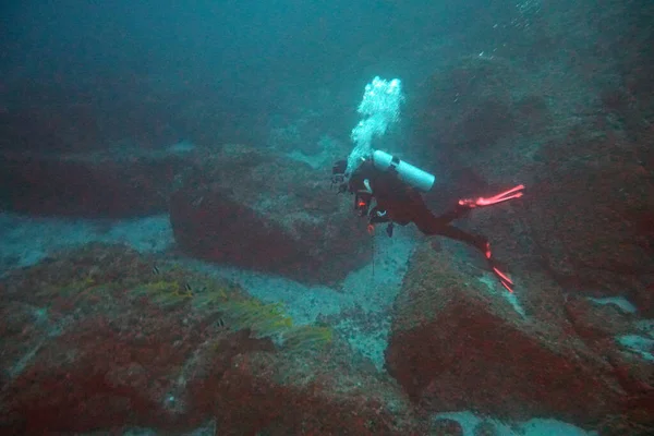 Дайвер Наслаждается Красотой Подводного Мира — стоковое фото