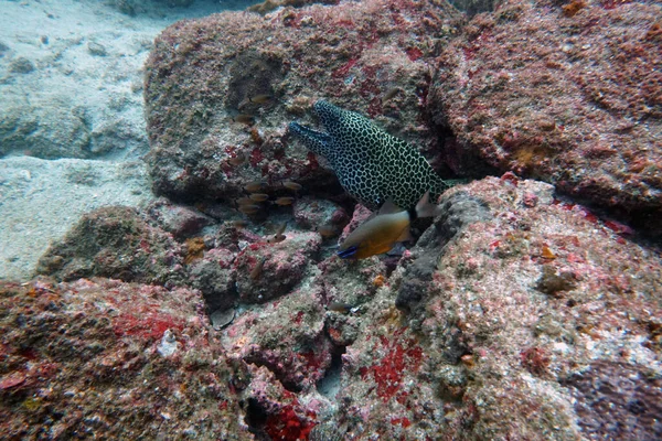 Asombrosos Organismos Vivos Peces Del Mundo Submarino —  Fotos de Stock