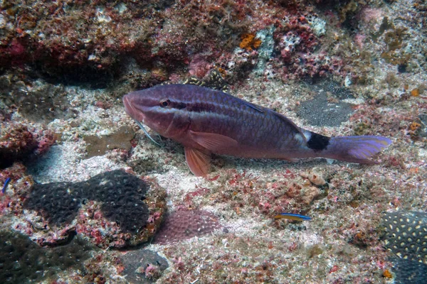 Organisme Hidup Yang Menakjubkan Dan Ikan Dari Dunia Bawah Air — Stok Foto