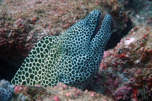 Amazing Living Organisms Fish Underwater World — Stock Photo, Image