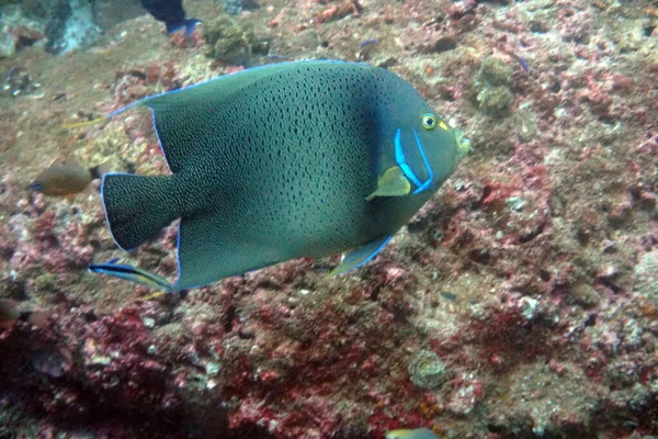 水中世界の素晴らしい生物や魚が — ストック写真