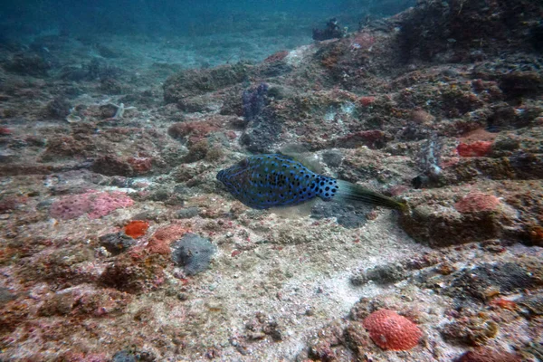 Amazing Living Organisms Fish Underwater World — Stock Photo, Image