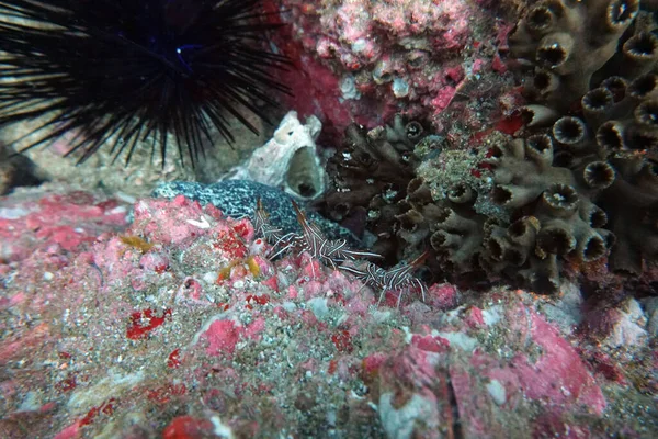 Удивительные Живые Организмы Рыбы Подводного Мира — стоковое фото