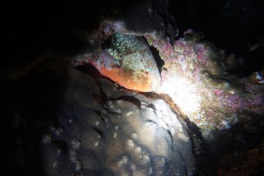 Su altı dünyasının inanılmaz canlı organizmaları ve balıkları.