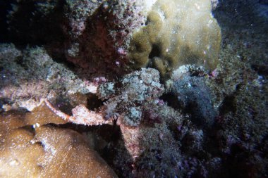 Su altı dünyasının inanılmaz canlı organizmaları ve balıkları.