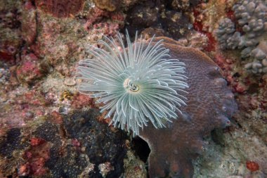 Su altı dünyasının inanılmaz canlı organizmaları ve balıkları.