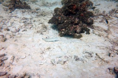 Su altı dünyasının inanılmaz canlı organizmaları ve balıkları.