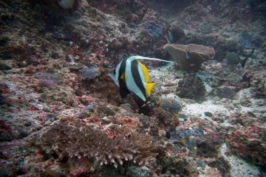 Su altı dünyasının inanılmaz canlı organizmaları ve balıkları.