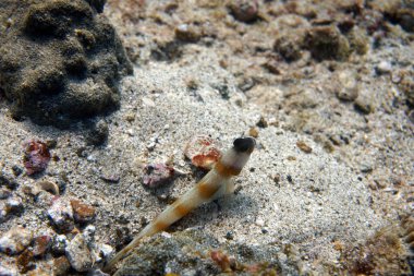 Su altı dünyasının inanılmaz canlı organizmaları ve balıkları.