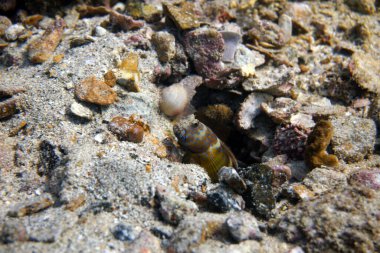 Su altı dünyasının inanılmaz canlı organizmaları ve balıkları.