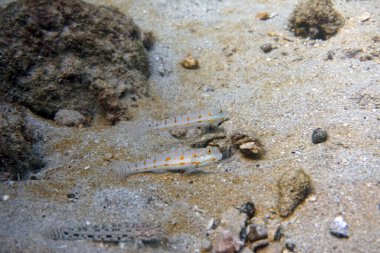 Su altı dünyasının inanılmaz canlı organizmaları ve balıkları.