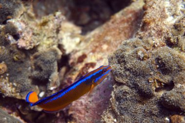 Su altı dünyasının inanılmaz canlı organizmaları ve balıkları.