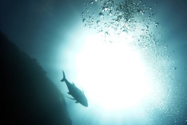 Güneşin sudaki yansımasında büyük bir ton balığı.                               