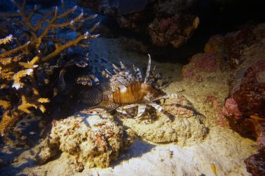 Çizgili aslan balığı mercan resifinde avını arıyor.