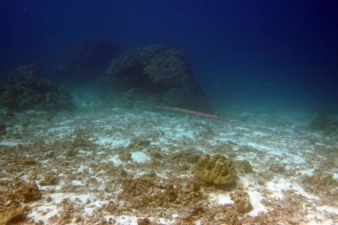 renkli canlı tropikal mercan resif balığı
