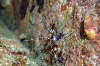 Mercan resifinde beyaz ve kırmızı çizgili karides