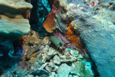 Yeşil peygamberdevesi kanseri vizonunu koruyor.