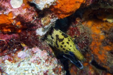 Sarı benekli moray kürkten yapılmış.