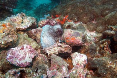 Gri ahtapotun taş kılığına girecek vakti yoktu.                               