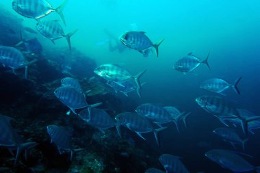 Hızlı yırtıcı Jack balığı av arıyor.