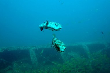 İnanılmaz gözleri ve dudakları olan bir çift balık
