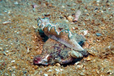 Bej rengi istiridye ve mercan üzerinde sürünen fantastik şekil.