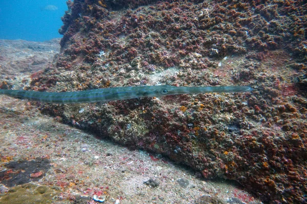 Asombrosos Organismos Vivos Peces Del Mundo Submarino — Foto de Stock