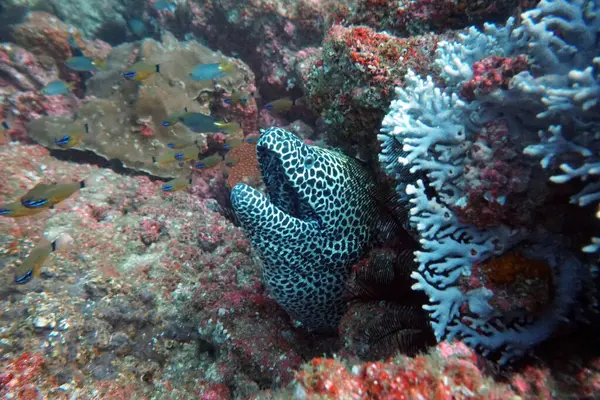 Amazing Living Organisms Fish Underwater World — Stock Photo, Image