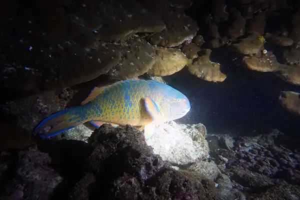 Niesamowite Żywe Organizmy Ryby Podwodnego Świata — Zdjęcie stockowe