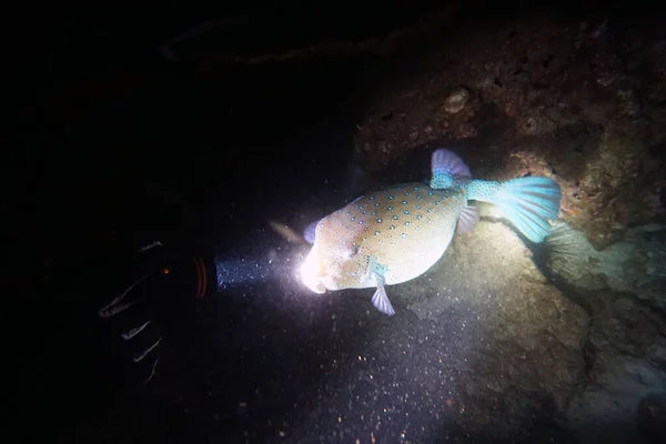 水下世界令人惊叹的生物和鱼类 — 图库照片
