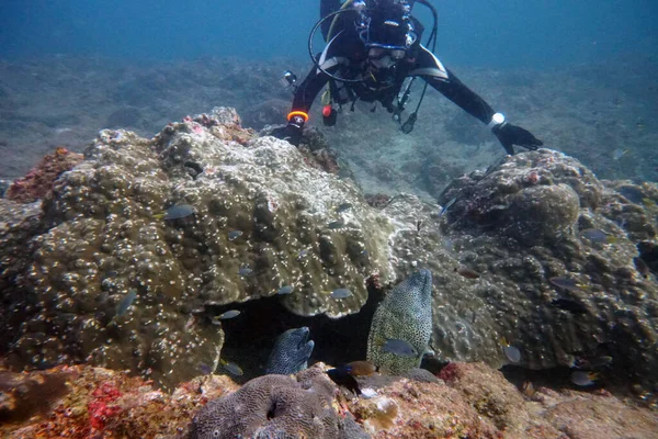 diver posing on a stone with a big moray eel family underneath