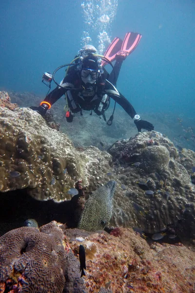 diver posing on a stone with a big moray eel family underneath