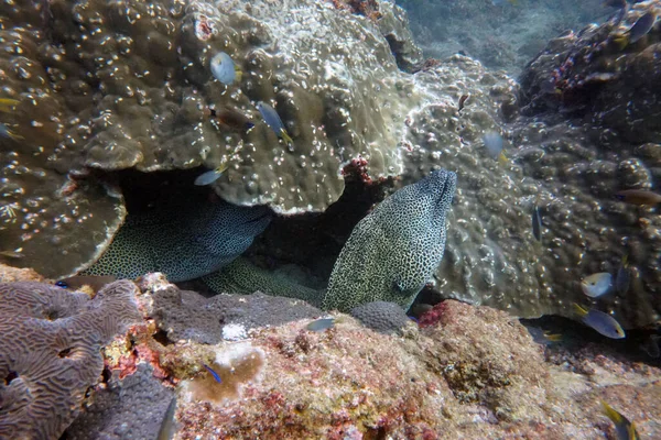 diver posing on a stone with a big moray eel family underneath