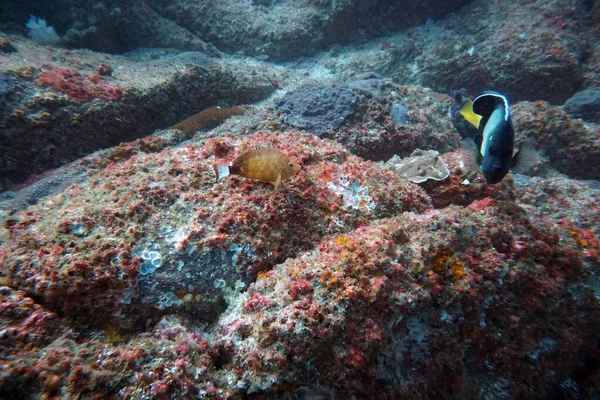 Asombrosos Organismos Vivos Peces Del Mundo Submarino — Foto de Stock