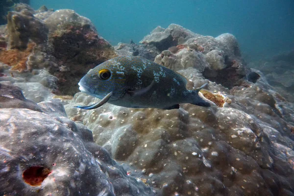 Niesamowite Żywe Organizmy Ryby Podwodnego Świata — Zdjęcie stockowe