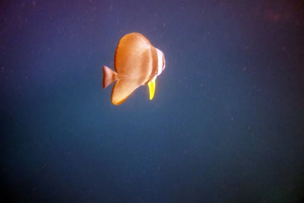 Asombrosos Organismos Vivos Peces Del Mundo Submarino — Foto de Stock