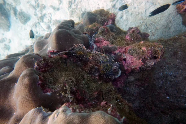 Organismes Vivants Étonnants Les Poissons Monde Sous Marin — Photo