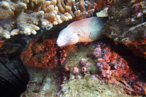 Erstaunliche Lebende Organismen Und Fische Der Unterwasserwelt — Stockfoto