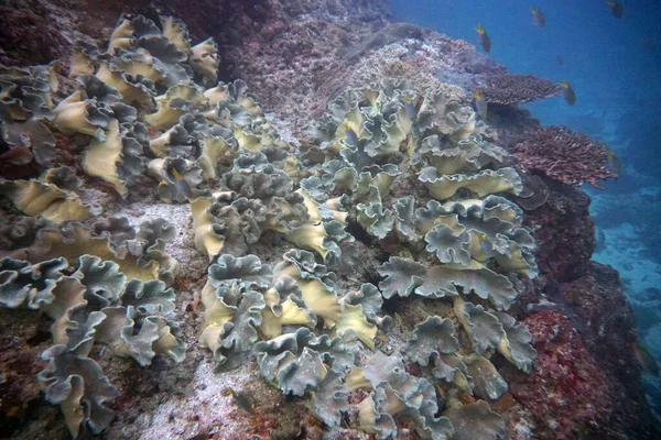 Organismos Vivos Incríveis Peixes Mundo Subaquático — Fotografia de Stock