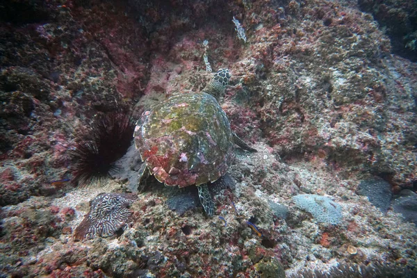 Motley Turtle Got Scared Swims Rocks — Stock Photo, Image