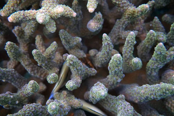 Organismes Vivants Étonnants Les Poissons Monde Sous Marin — Photo